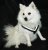 Hundsele MIM Allsafe - Krocktestad hundsele