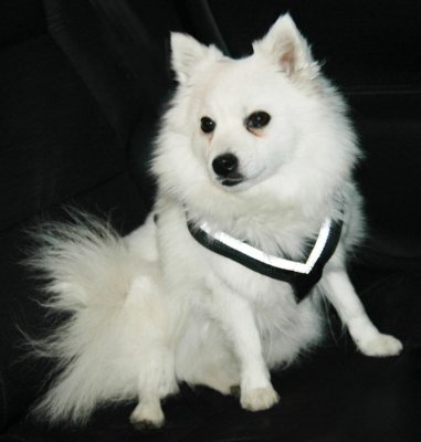 Hundsele MIM Allsafe - Krocktestad hundsele